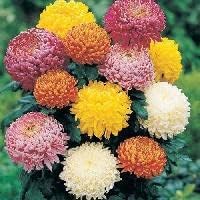 Mixed Colors Chrysanthemum Flower seeds blooming in flower beds, containers, borders, and pollinator-friendly gardens