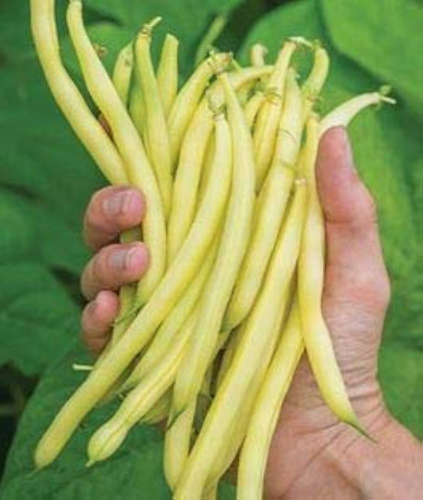 Brown Bean Seeds for Planting High Yield Vegetable Seeds
