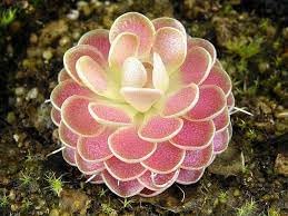 Butterworth Flower seeds for Planting - Long Bloom Season, Heirloom & GMO Free Seeds for Home Garden
Sale seeds for home garden