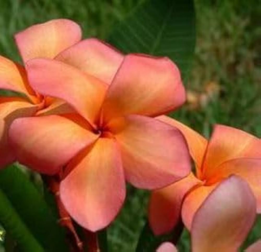Orange Yellow Plumeria Flower Seeds – Fragrant, Vibrant Blooms for Tropical Gardens