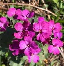Lunaria Annua Flower seeds blooming in flower beds, containers, borders, and pollinator-friendly gardens