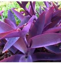 Tradescantia Pallida Flower seeds for Planting - Colorful Display, Heirloom & GMO Free Seeds for Home Garden
Sale seeds for home garden
