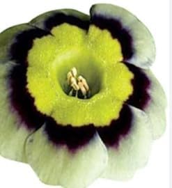 Light Yellow Daffodil Flower Seeds for Planting – Heirloom NonGMO Organic Garden Seeds with High Germination
Sale for planting in home garden