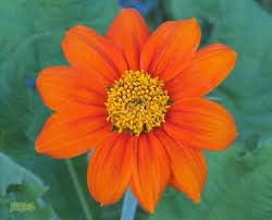 Orange Mini Sunflower Seeds for Planting, Heirloom Non-GMO Garden Seeds for Cut Flowers
Sale seeds for home garden