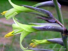 Green Puya Mirabilis Flower seeds for Planting - Hardy Variety, Heirloom & GMO Free Seeds for Home Garden
Sale seeds for home garden