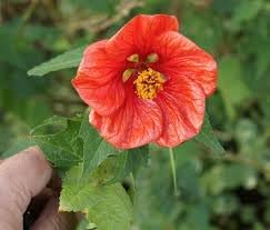 Abutilon Flower seeds for Planting - Shade Tolerant, Heirloom & GMO Free Seeds for Home Garden
Sale for planting in home garden