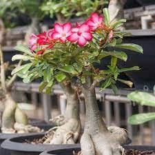 Adenium Obesum Flower seeds for Planting - Garden Favorite, Heirloom & GMO Free Seeds for Home Garden
Sale for planting in home garden.