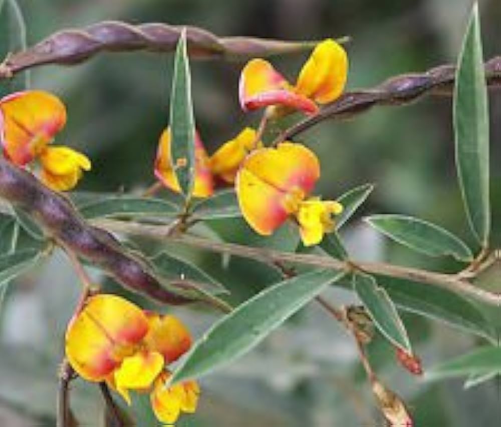 Yellow Cajanus Cajan Flower seeds for Planting - Low Maintenance, Heirloom & GMO Free Seeds for Home Garden
Sale for planting in home garden.