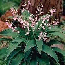 Pink Lily of the Valley Flower seeds for Planting - Wildflower Mix, Heirloom & GMO Free Seeds for Home Garden
Sale seeds for home garden