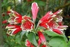 Red Alstroemeria Psittacina Flower seeds for Planting - Cottage Garden Essential, Heirloom & GMO Free Seeds for Home Garden
Sale seeds for home garden