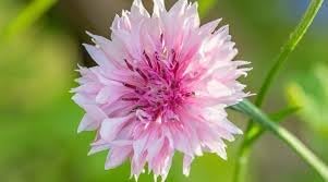 Cornflower Polka Dot Flower seeds for Planting Long Bloom Season Heirloom & GMO Free Seeds for Home Garden
Sale for planting in home garden