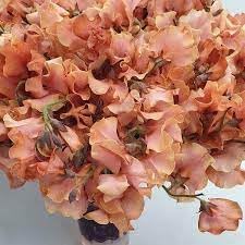 Cream Hibiscus Flower Seeds – Easy to Grow Heirloom & NonGMO Seeds for Home Garden
Sale for planting in home garden