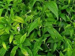 Andrographis Flower seeds for Planting Compact Growth Heirloom & GMO Free Seeds for Home Garden
Sale for planting in home garden