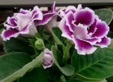 Pink Clematis Flower Seeds for Planting Cut Flower Favorite Heirloom & GMO Free Seeds for Home Garden
Sale for planting in home garden