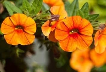 Orange Red Petunia Flower seeds for Planting Organic Quality Heirloom & GMO Free Seeds For Home Garden
Sale for planting in home garden
