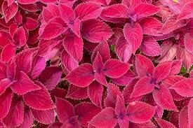 Purple Daffodils Flower Seeds for Planting Sun Loving Heirloom & GMO Free Seeds for Home Garden
Sale for planting in home garden