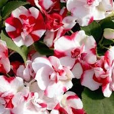 Camellia Impatiens Flower seeds for Planting - Garden Favorite, Heirloom & GMO Free Seeds for Home Garden
Sale seeds for home garden