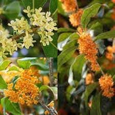 Osmanthus Flower seeds for Planting - Seasonal Bloomer, Heirloom & GMO Free Seeds for Home Garden
Sale seeds for home garden