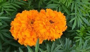 Marigolds Flower seeds for Planting Bright Blooms Heirloom & GMO Free Seeds for Home Garden
Sale for planting in home garden