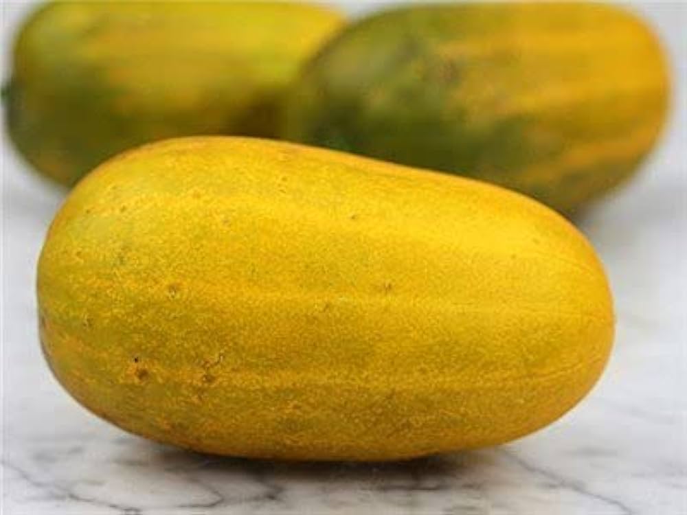 Quitoense Orange Cucumber Cucumis sativus Seeds for Planting in Vegetable Garden