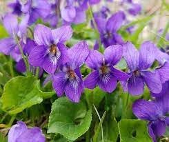 Heirloom Viola Odorata Flower seeds for Planting Perfect for Borders Heirloom & GMO Free Seeds for Home Garden
Sale for planting in home garden