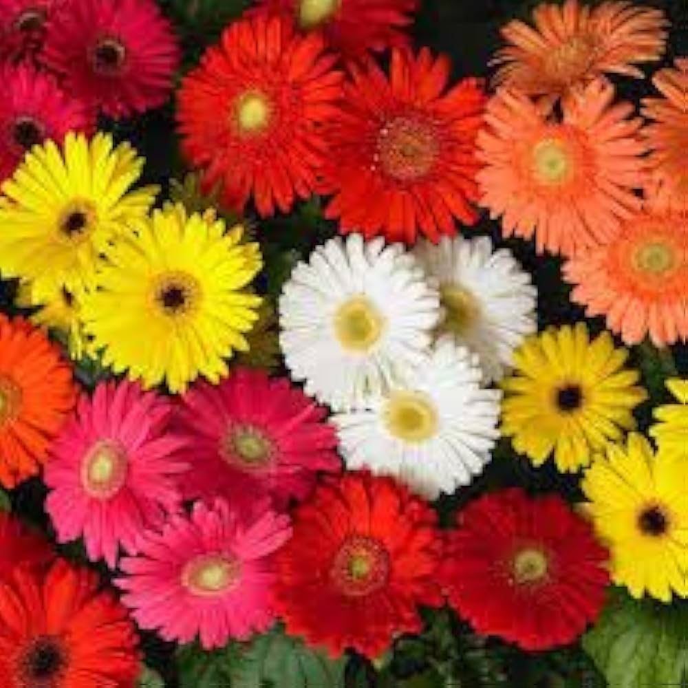 Hot Gerbera Seeds Chrysanthemum for Bold, Colorful Flower Blooms