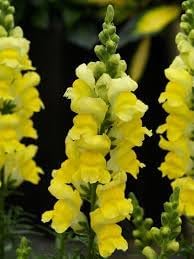 Snapdragon Golden Flower seeds for Planting - Sun Loving, Heirloom & GMO Free Seeds for Home Garden
Sale seeds for home garden