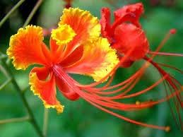 Barbados Flower seeds for Planting Perfect for Borders Heirloom & GMO Free Seeds for Home Garden
Sale for planting in home garden