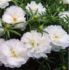 Moss Rose Flower seeds blooming in flower beds, containers, borders, and pollinator-friendly gardens