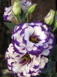 White & Blue Eustoma (Lisianthus) Flower seeds for Planting - Seasonal Bloomer, Heirloom & GMO Free Seeds for Home Garden
Sale seeds for home garden