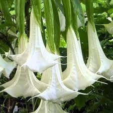 Engelstrompete Flower seeds blooming in flower beds, containers, borders, and pollinator-friendly gardens
