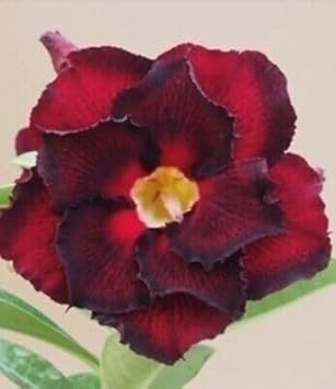 Dark Blue Hibiscus Flower Seeds for Planting Perfect for Borders Heirloom & GMO Free Seeds for Home Garden
Sale for planting in home garden