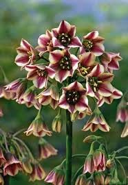 Nectaroscordum Flower seeds blooming in flower beds, containers, borders, and pollinator-friendly gardens