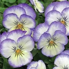 Pansy Heartsease Flower seeds blooming in flower beds, containers, borders, and pollinator-friendly gardens