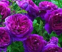 Pink Purple Climbing Rose Flower seeds blooming in flower beds, containers, borders, and pollinator-friendly gardens