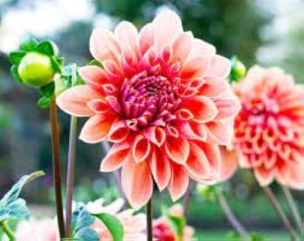 Dahlia Zheltaya Lenta Dahlia Pinnata Seeds for Planting - Stunning Blooms for Flower Bed & Urban Garden
