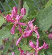 Heirloom Lonicera Tatarica Flower seeds blooming in flower beds, containers, borders, and pollinator-friendly gardens