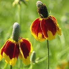 Mexican Hat WildFlower seeds for Planting - Premium Quality, Heirloom & GMO Free Seeds for Home Garden
Sale seeds for home garden