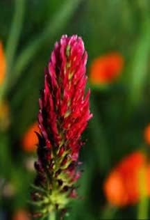 Pink Pachystachys Lutea Seeds Flower seeds blooming in flower beds, containers, borders, and pollinator-friendly gardens