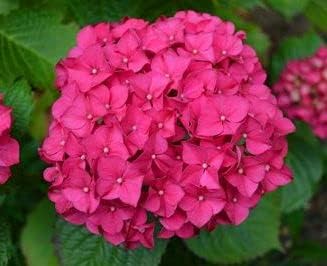Pink Hydrangea Flower seeds for Planting - Fragrant Blossoms, Heirloom & GMO Free Seeds for Home Garden
Sale for planting in home garden.