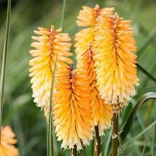 Kniphofia Flower seeds blooming in flower beds, containers, borders, and pollinator-friendly gardens