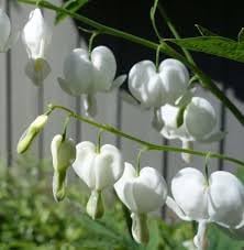 Heirloom Bleeding Hearts Flower seeds blooming in flower beds, containers, borders, and pollinator-friendly gardens