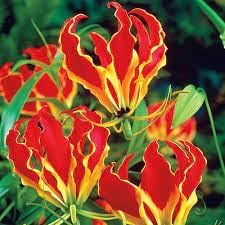 Gloriosa Flower seeds blooming in flower beds, containers, borders, and pollinator-friendly gardens