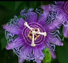 Passion Flower seeds blooming in flower beds, containers, borders, and pollinator-friendly gardens