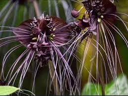 Tiger Orchid Flower seeds for Planting - Seasonal Bloomer, Heirloom & GMO Free Seeds for Home Garden
Sale seeds for planting in home garden