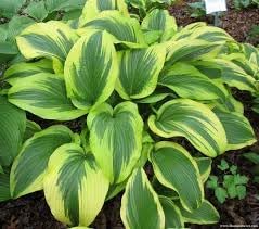 Heirloom Montana Hosta Seeds Flower seeds with vibrant ornamental foliage for shaded gardens, containers, and landscape borders