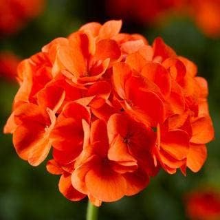 Orange Geranium Flower Garden Seeds Flower seeds for Planting - Sun Loving, Heirloom & GMO Free Seeds for Home Garden
Sale seeds for home garden