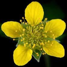 Urbanum Flower seeds for Planting Cut Flower Favorite Heirloom & GMO Free Seeds for Home Garden
Sale for planting in home garden