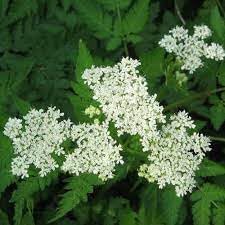 Heirloom Sweet Cicely Flower seeds blooming in flower beds, containers, borders, and pollinator-friendly gardens