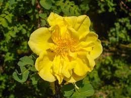 Dark Yellow Rosa Xanthina Seeds Flower seeds for Planting Cut Flower Favorite Heirloom & GMO Free Seeds for Home Garden
Sale for planting in home garden